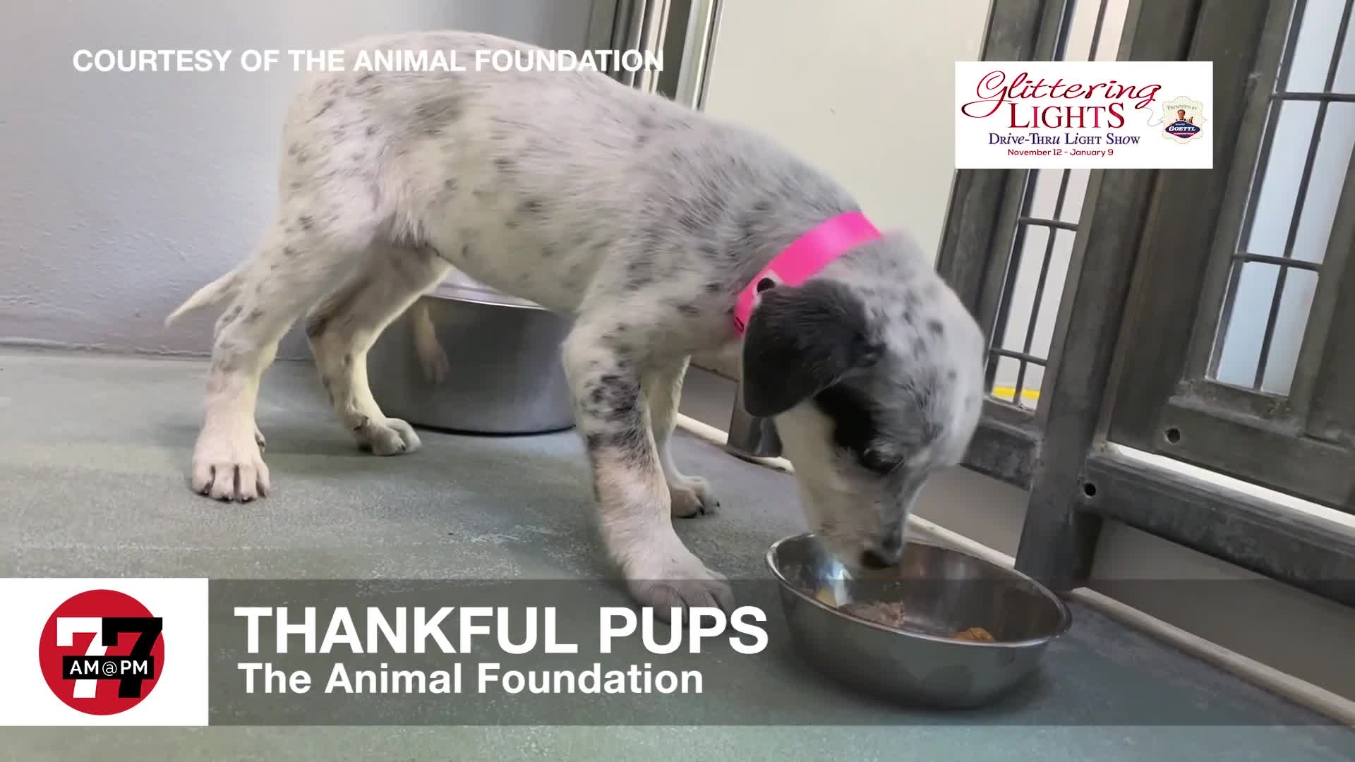 Puppies Get Thanksgiving Dinner at Shelter