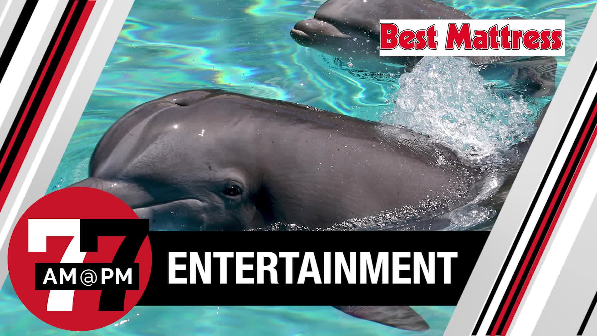 Dolphin dies at Mirage