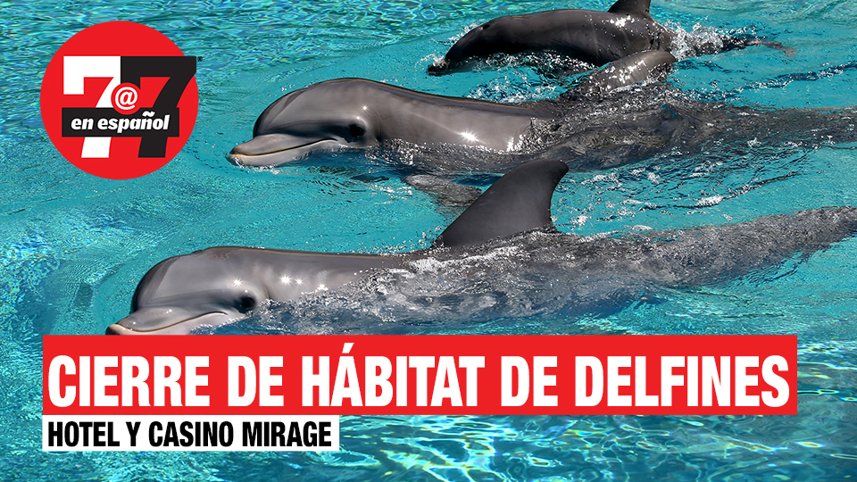 Noticias de Las Vegas | Cerrarán hábitat de delfines en el hotel y casino Mirage en el Strip
