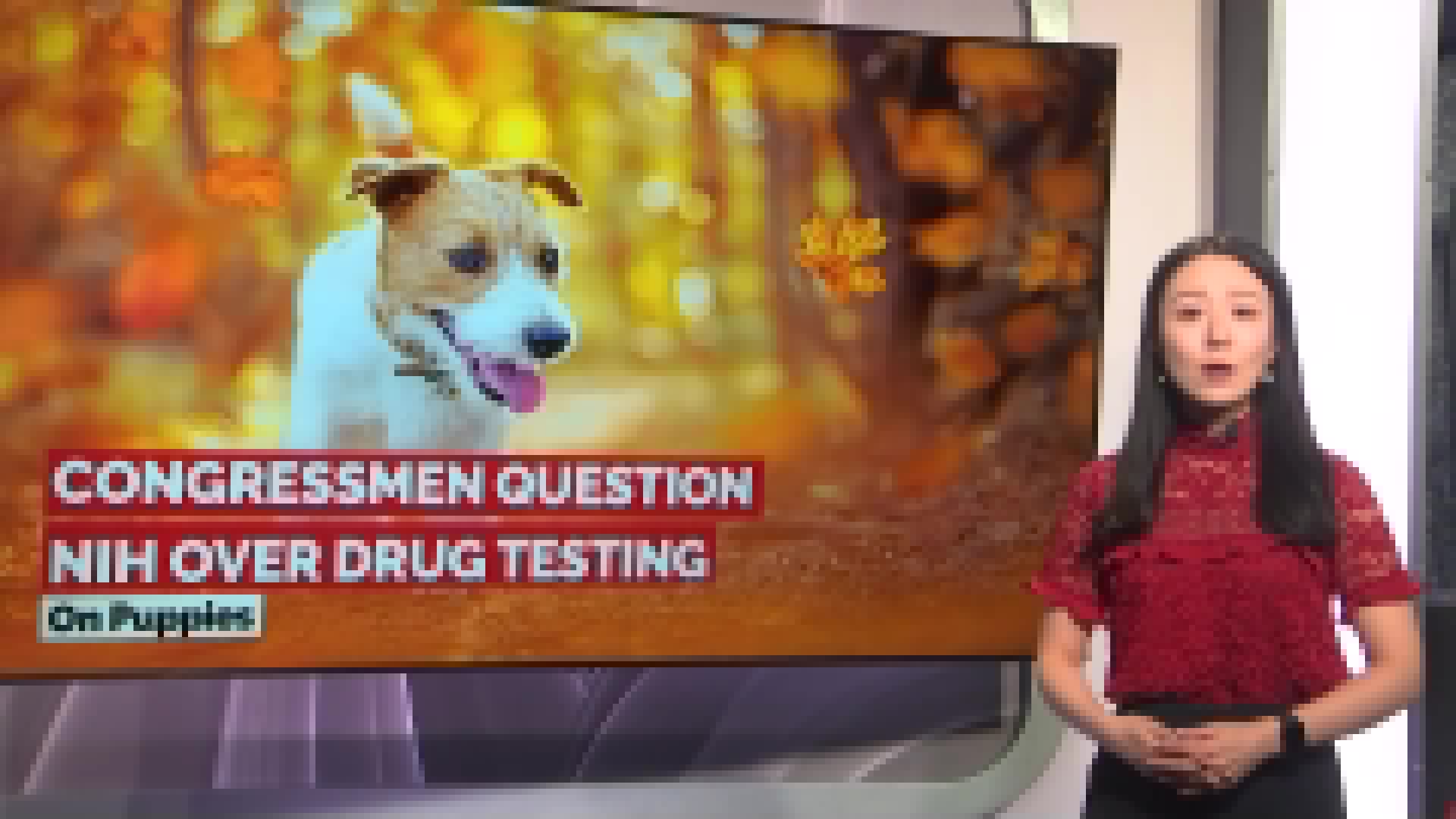 Congressmen question NIH over drug testing on puppies
