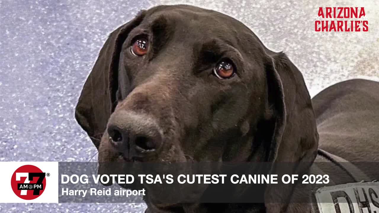 Dog voted TSA’s cutest canine of 2023