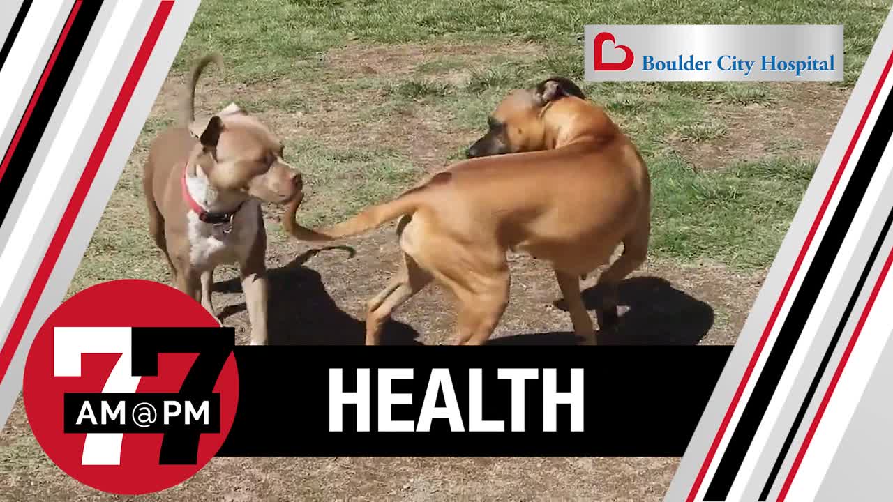 Why dogs are good for your health