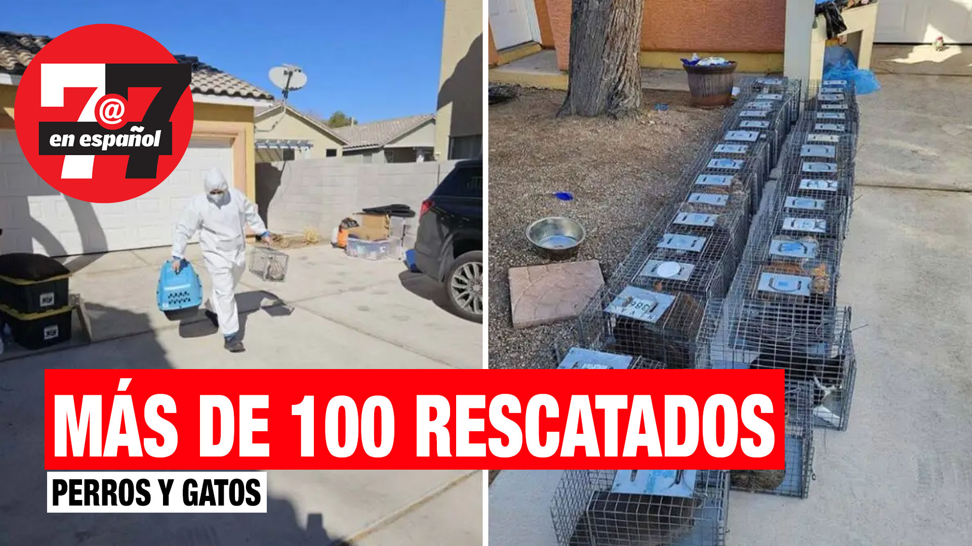 Noticias de Las Vegas | Más de 100 animales rescatados de 2 casas diferentes