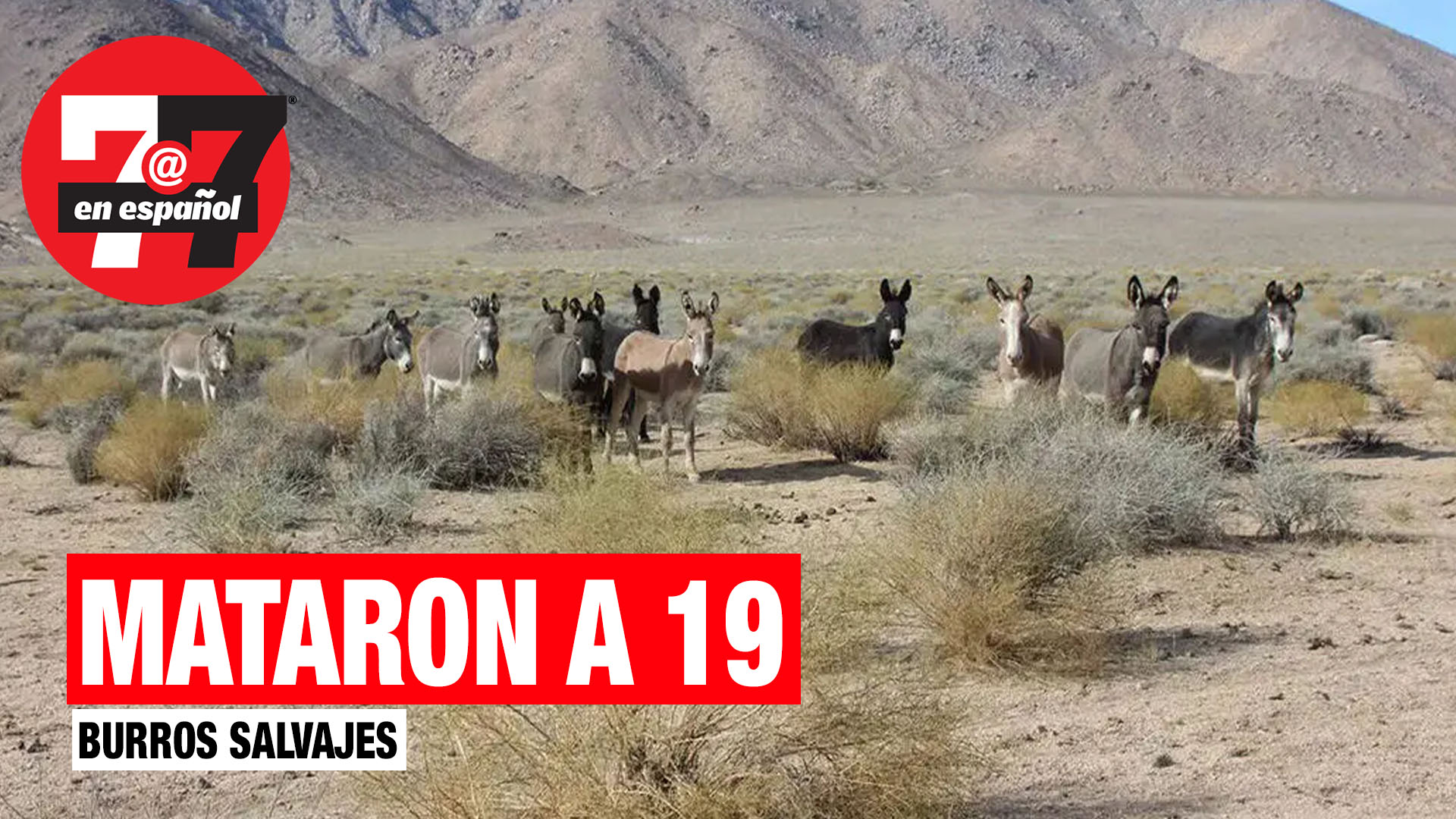 Noticias de Las Vegas | Mataron a 19 burros salvajes y hay recompensa por los responsables