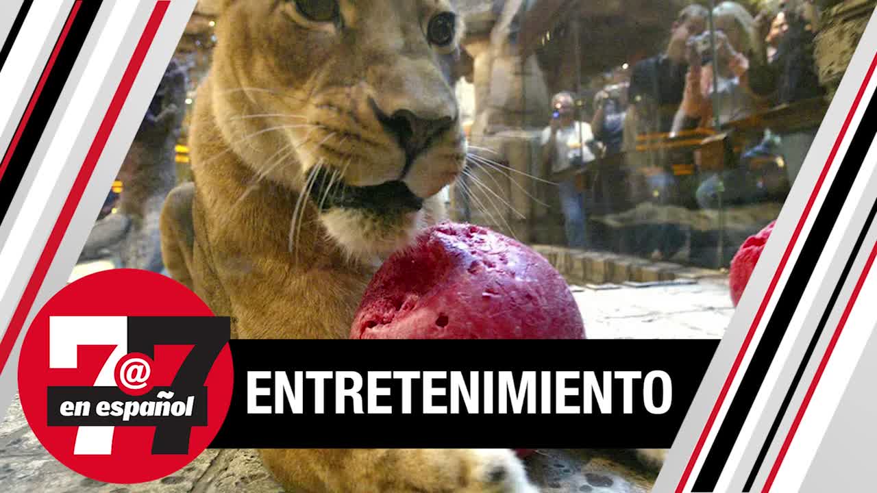 Lion Habitat del MGM Grand cumple 25 años desde su apertura