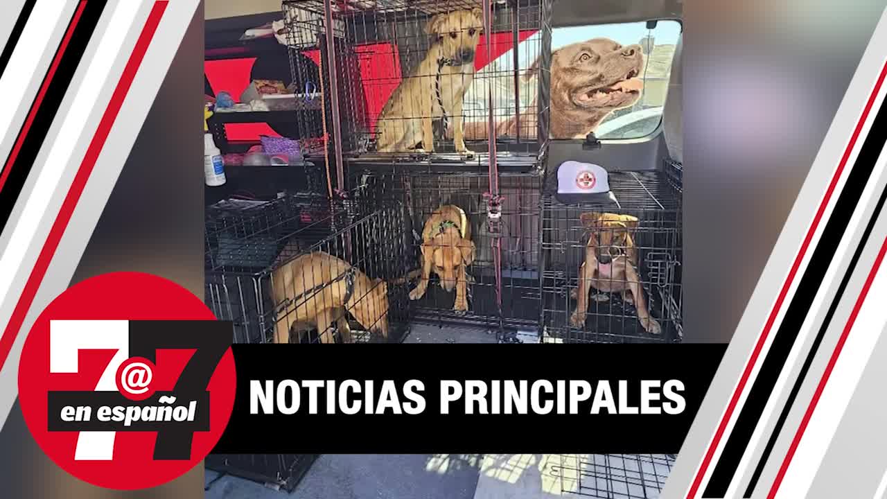 4 perros sobrevivieron más de 4 semanas en el desierto