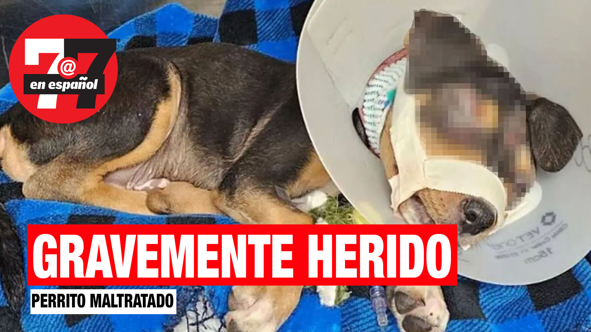 Noticias de Las Vegas | Un perrito tenía ojo afuera, la mandíbula dislocada y varias heridas