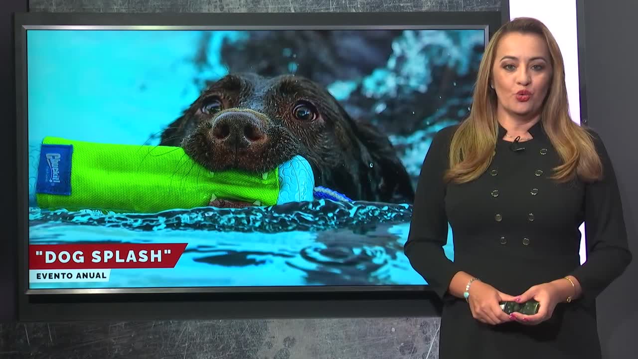 Entretenimiento «Dog Splash» es un evento anual que permite a los perros chapotear en piscinas públicas