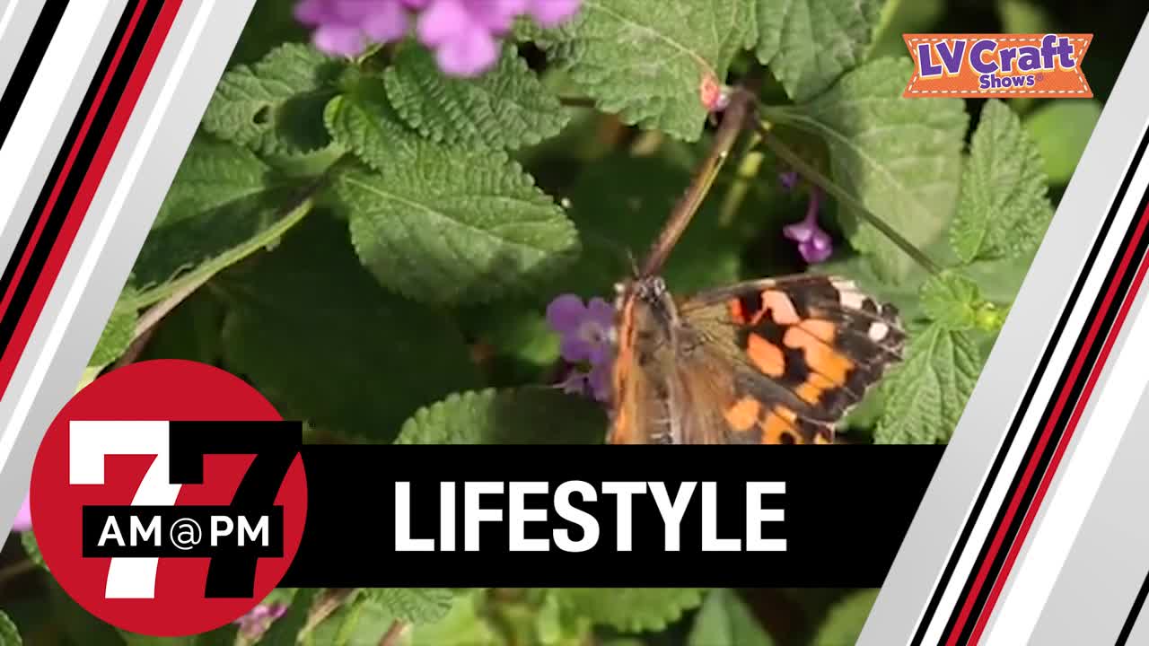 Butterfly Habitat returns for a limited time to Springs Preserve