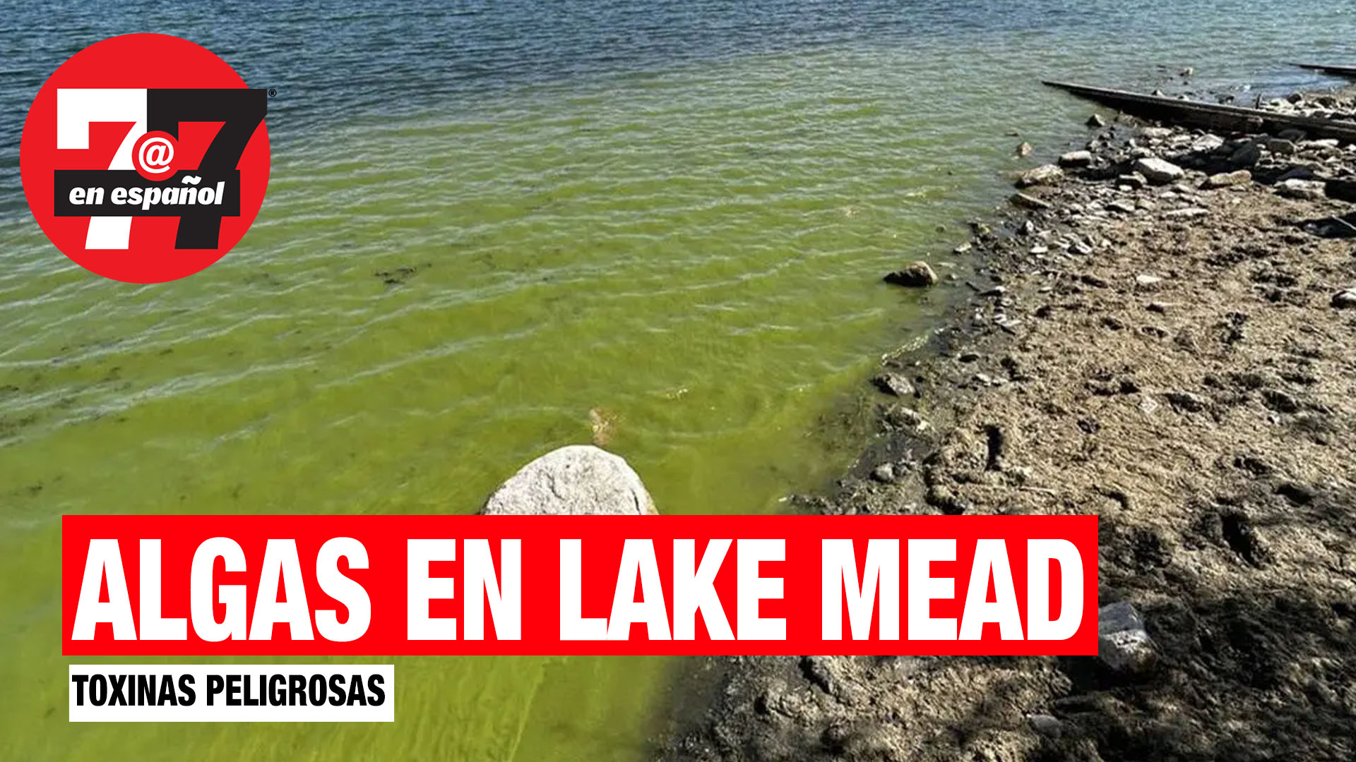 Noticias de Las Vegas | Algas con toxinas peligrosas inunda bahías de Lake Mead y Lake Mohave