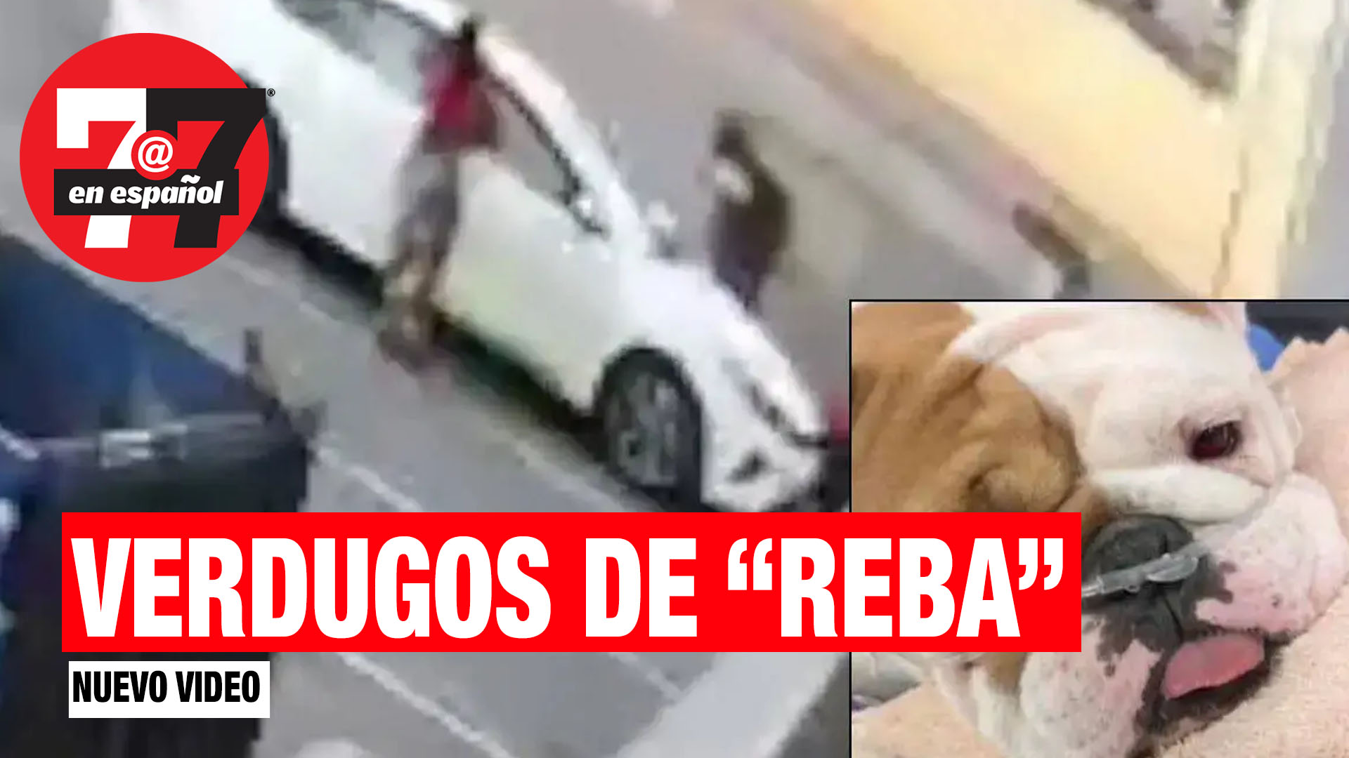 Noticias de Las Vegas | Abandonaron a la perita «Reba» en una caja bajo el intenso calor y con videos pueden identificarlos.