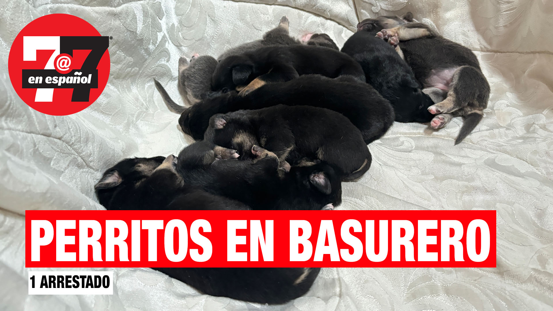 Noticias de Las Vegas | 8 cachorros con la madre y 2 perros más fueron encontrados en un basurero, hay 1 arrestado.