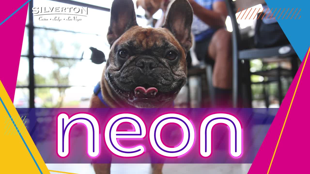 Dine with your dog: These valley restaurants offer pet menus
