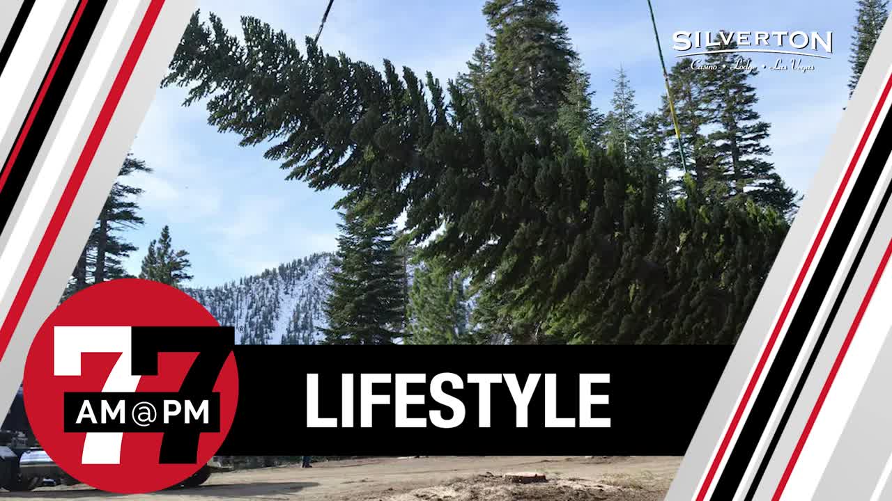 Nevada-grown tree begins journey to become Capitol Christmas Tree