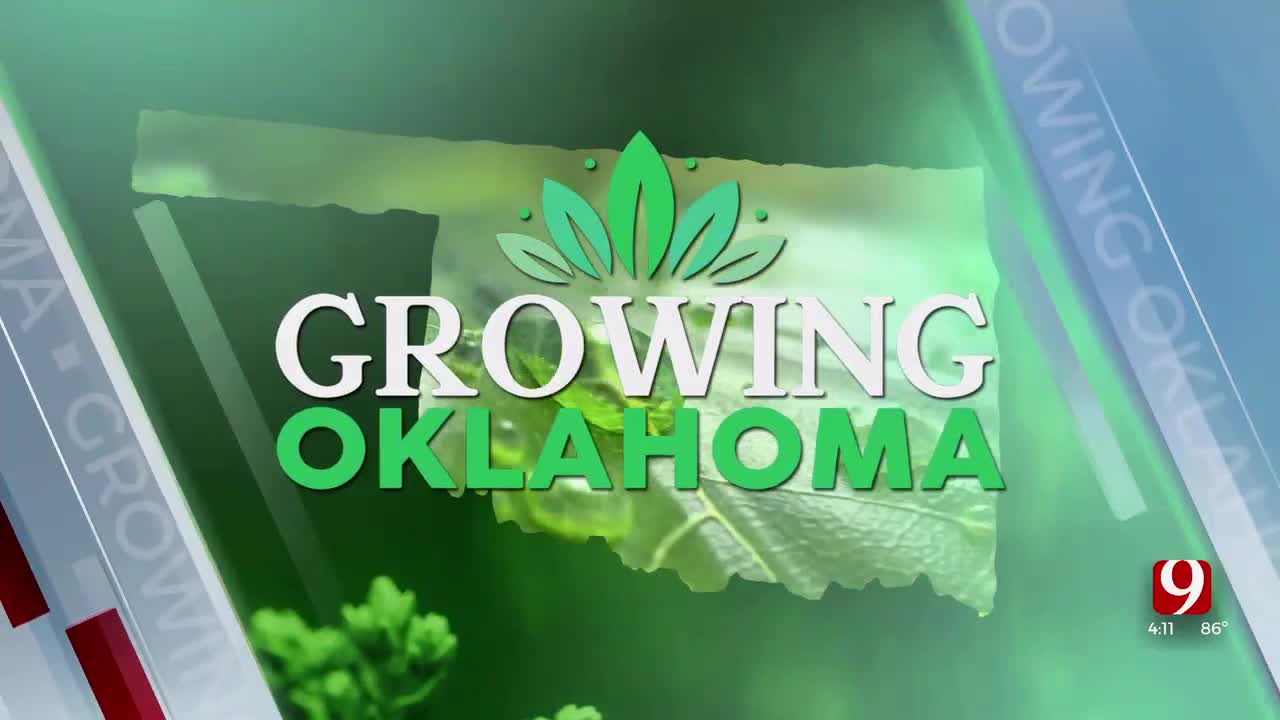 growing-oklahoma-edible-flowers