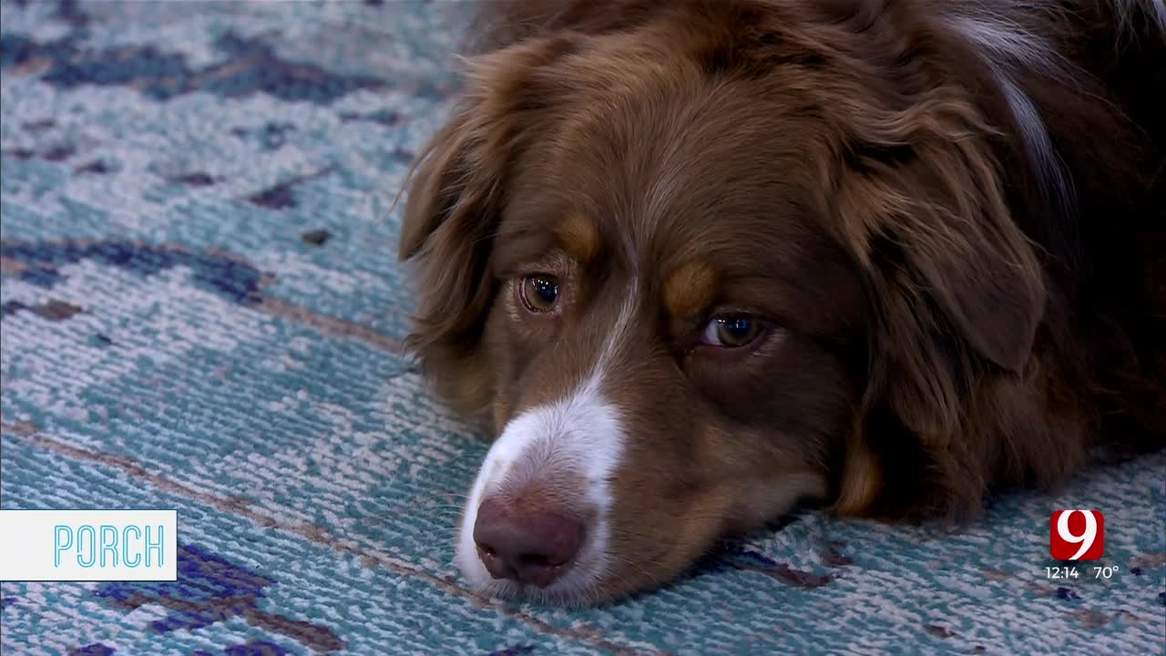 Meet Waddy, A Therapy Dog At UCO, On The Porch