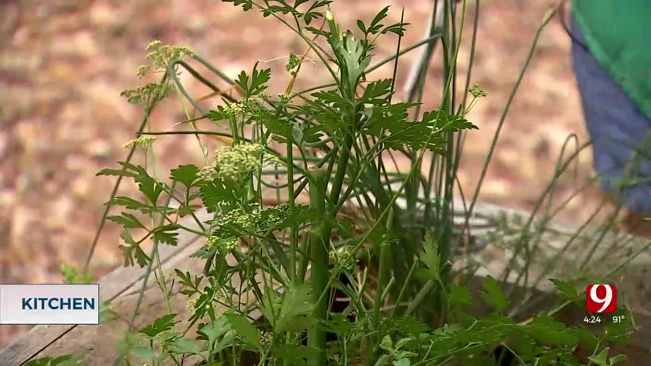 Sassy Mama: Visit The Garden, Angel Hair Tomato & Garlic Pasta