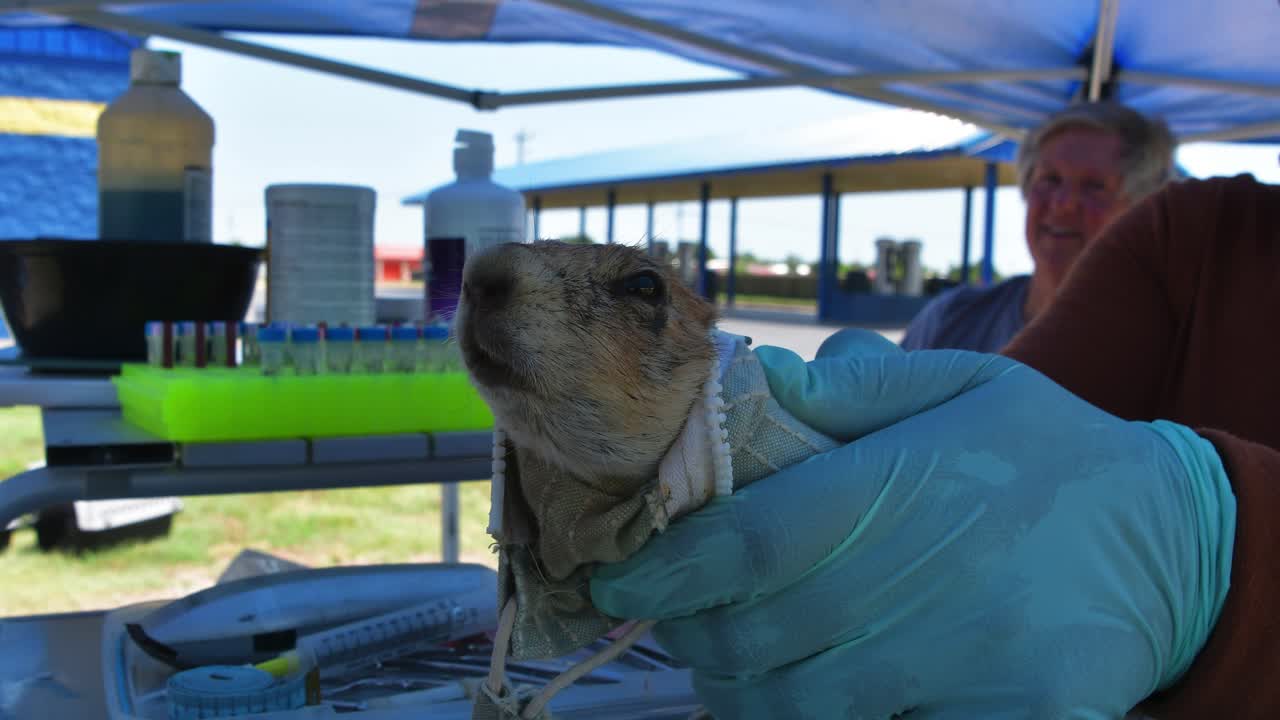 prarie dogs