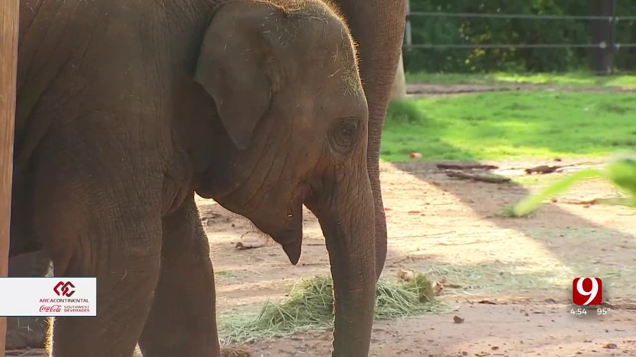 PORCH: Oklahoma City Zoo For Asian Elephant Awareness Month