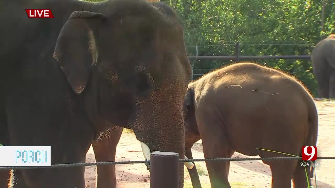 The Porch Visits The Oklahoma City Zoo For Asian Elephant Month