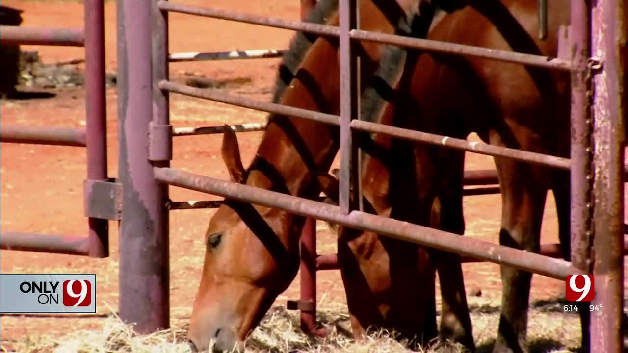 If You Lose One, It’s Too Dang Many,' Western Oklahoma Rodeo Company Loses Dozens Of Horses, Blames Bad Feed