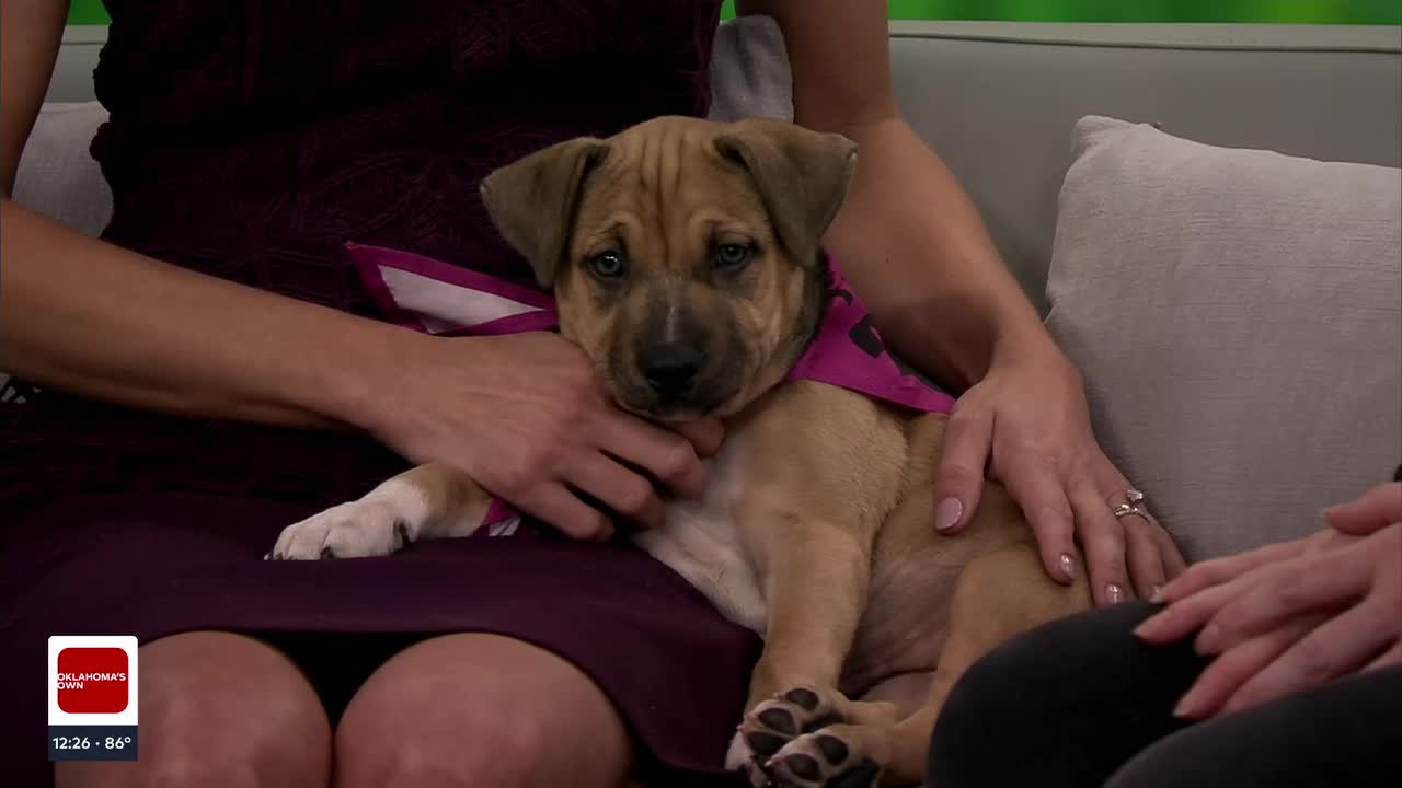 Pet Of The Week: Saffron