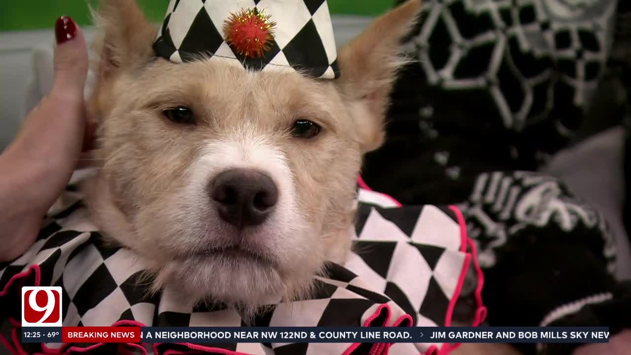 Pet Of The Week: General Grevous