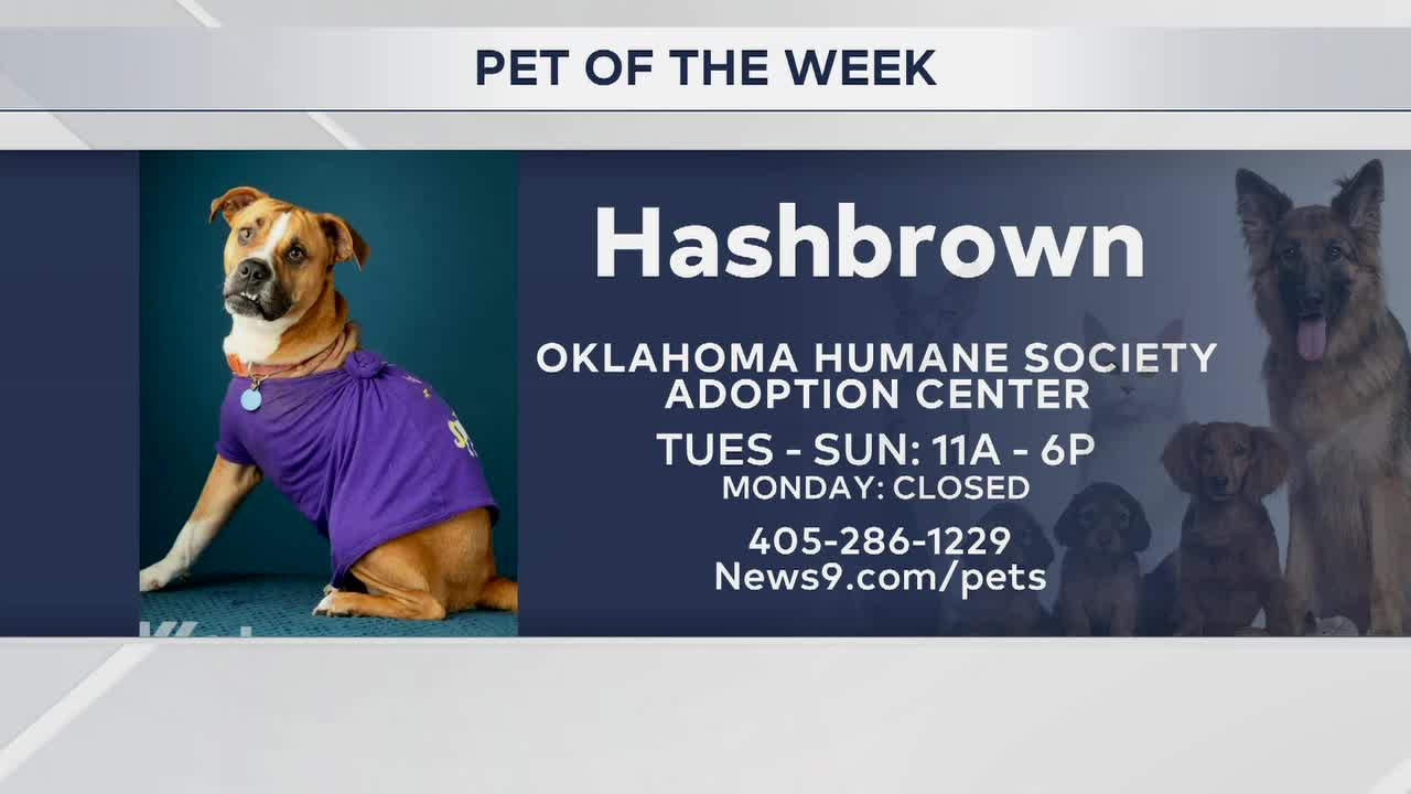 Pet Of The Week: Hashbrown