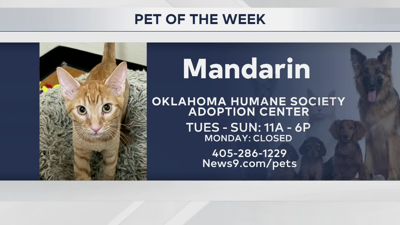 PORCH: Pet Of The Week: Mandarin