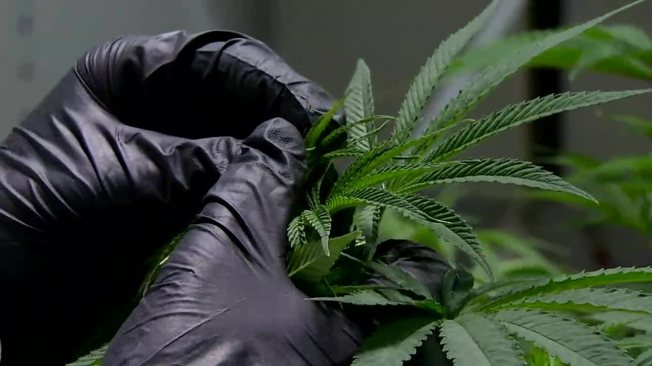 Marijuana Business Owners Likely To Face Long Waits For Compliance In New Year