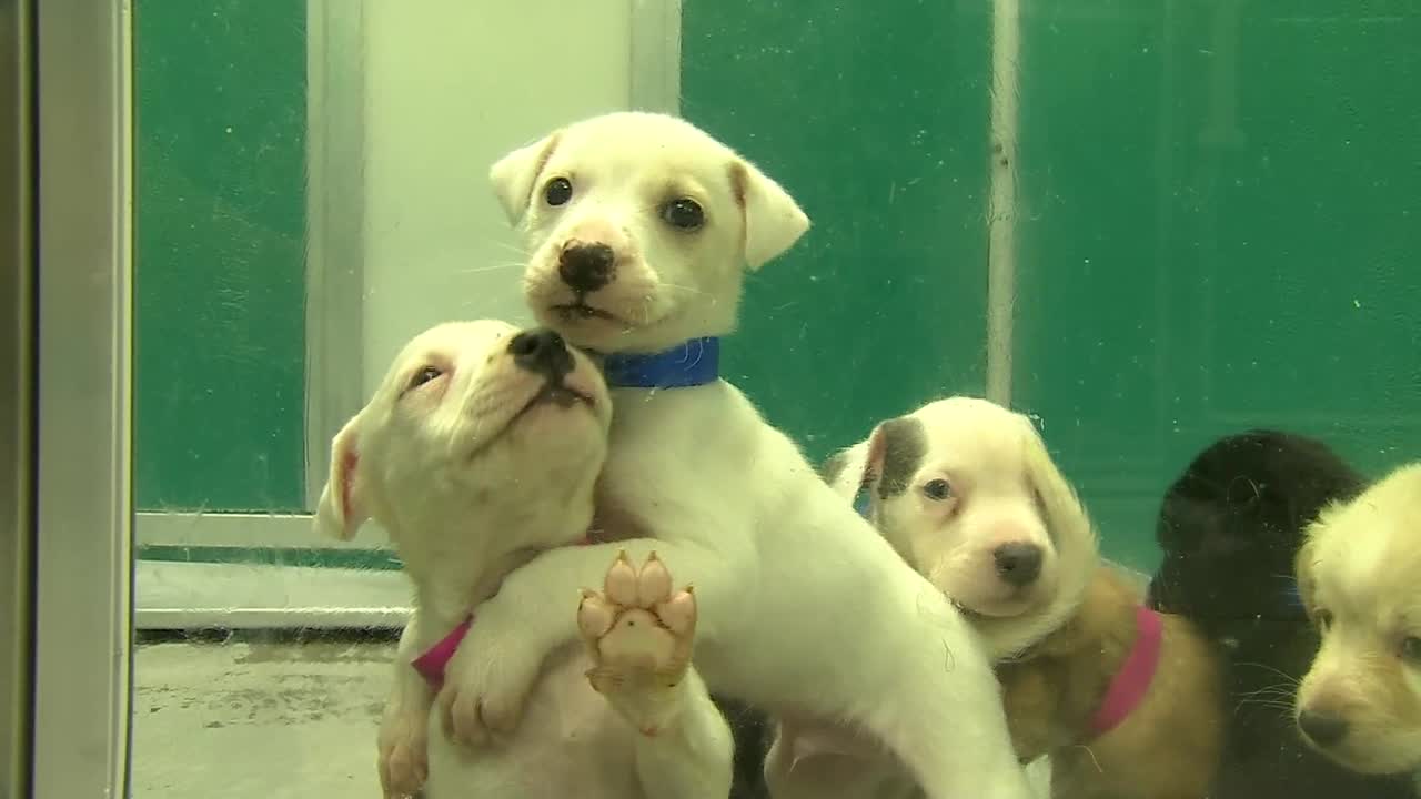 OK Animal Welfare policy change sparks controversy