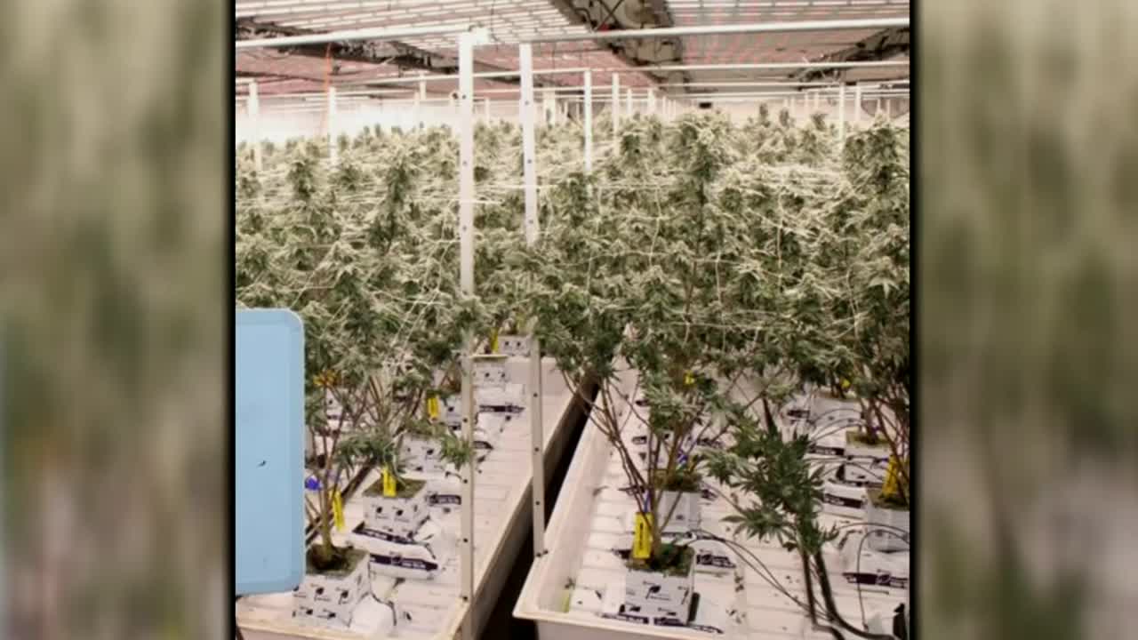 Over 8,000 Marijuana Plants Seized in OKC Metro