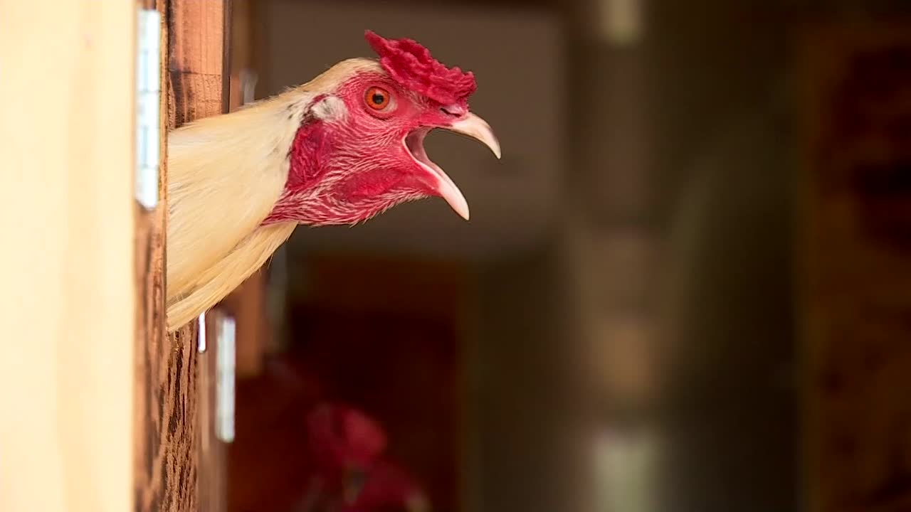 Authorities seize dozens of roosters, 9 arrested in Logan Co. cockfighting bust