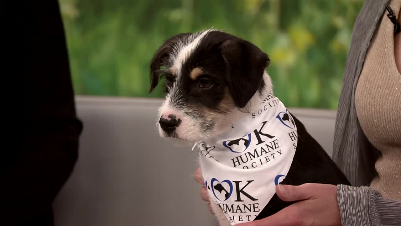 Pet of the Week: Kip