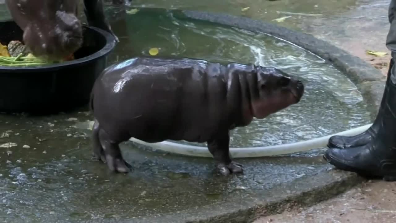 Moo Deng: Baby hippo celebrates first birthday at Thailand zoo