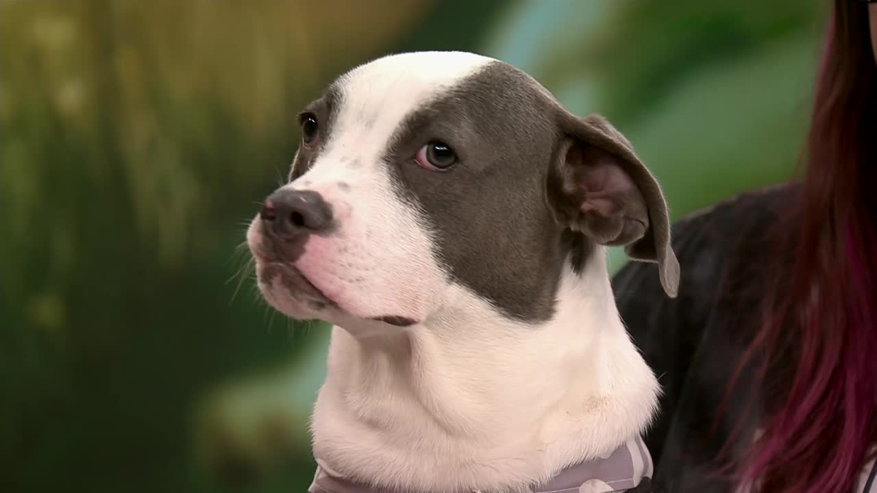 Pet of the Week: Enoki