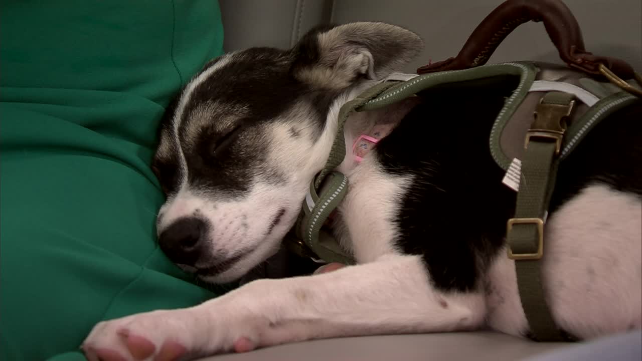 Pet of the Week: Princess Peach