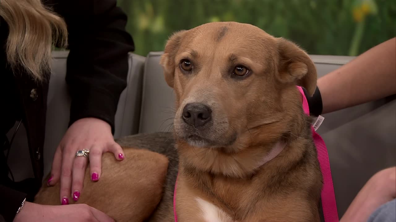 Pet of the Week: Daphne