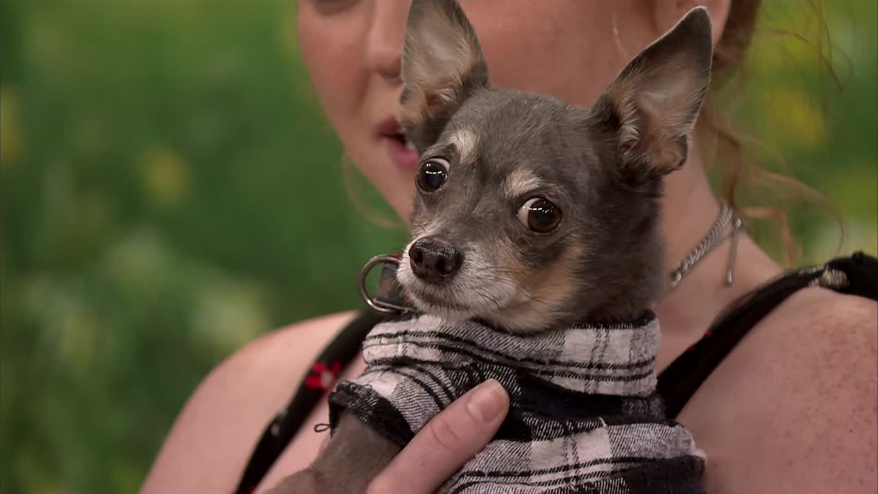 Pet of the Week: Buddy