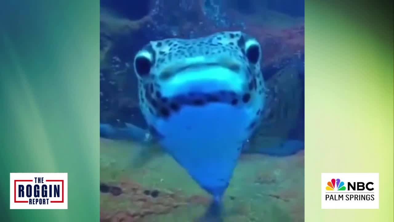 Chad the Fish