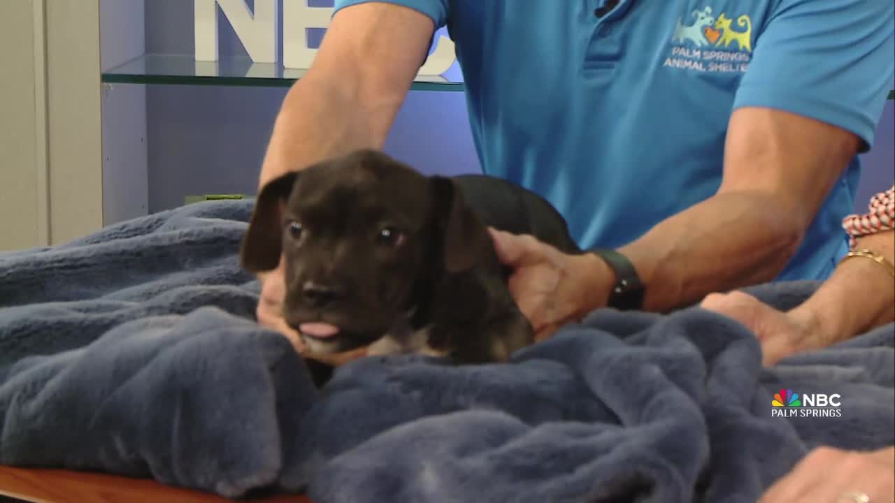 Meet Cammy: Palm Springs Animal Shelter's Adorable Pet of the Week