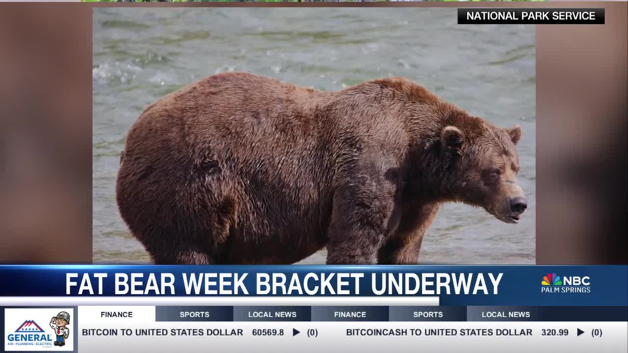 2024 Fat Bear Week Kicks Off Watch and Vote for Your Favorite Salmon