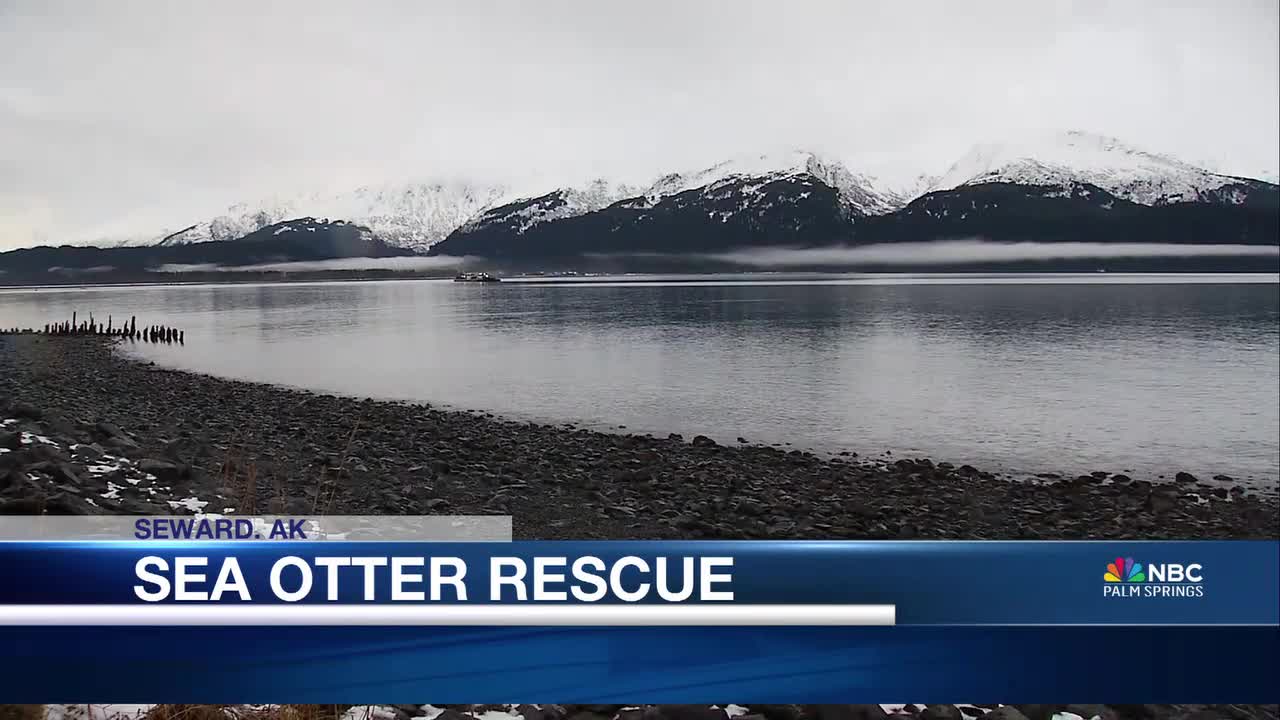 Phantom the Northern Sea Otter Receives Holiday Care at Alaska Sea Life ...