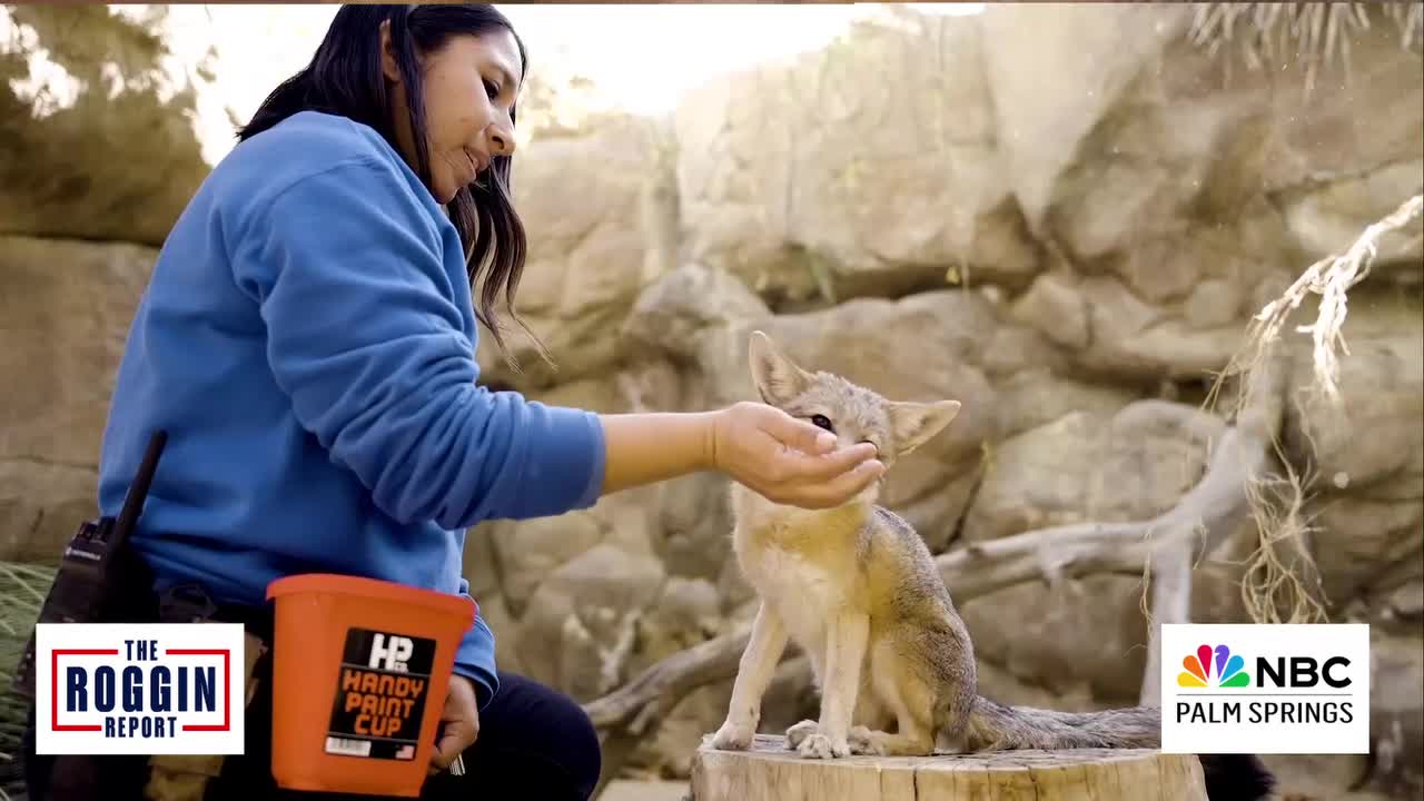 The Living Desert Plans New Lion Habitat for the Future of Conservation