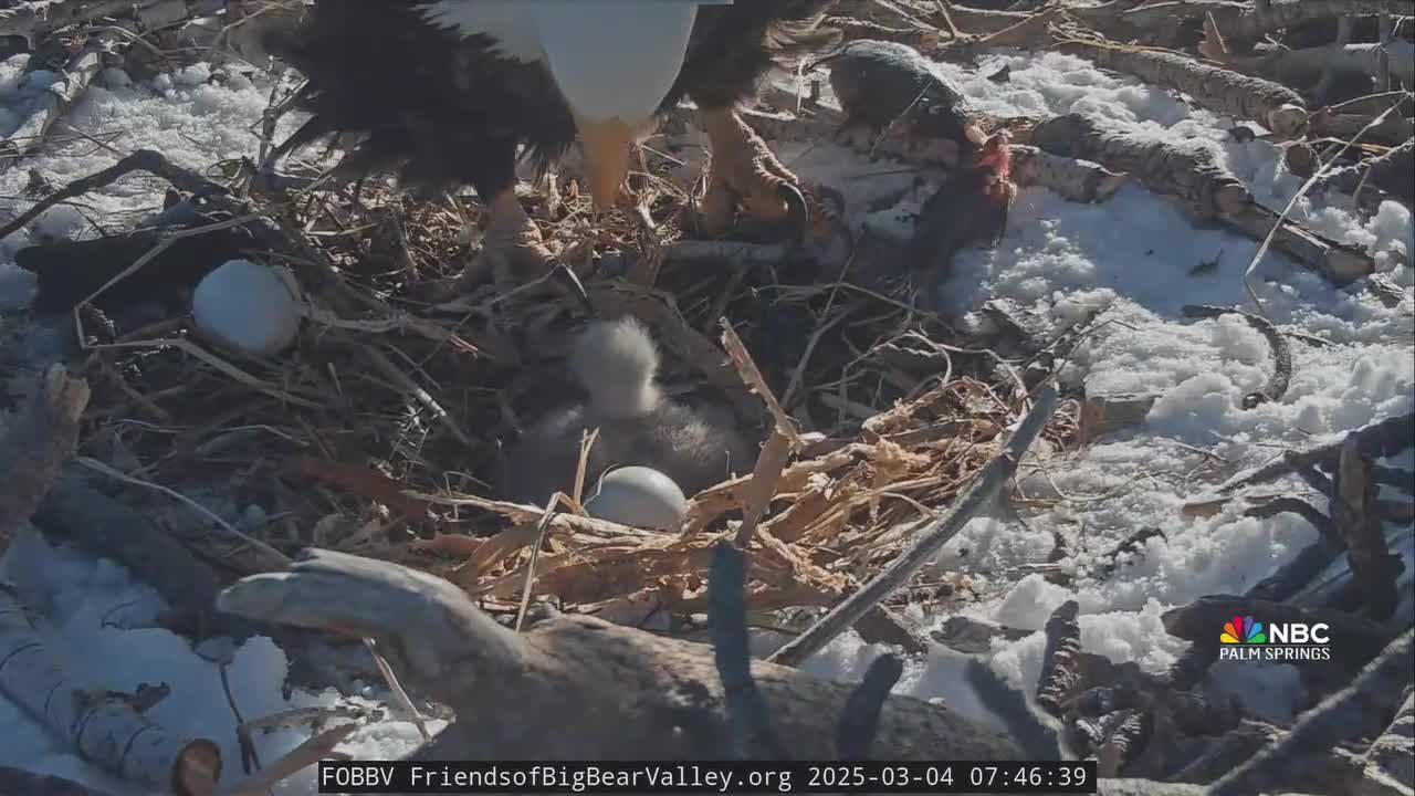 Big Bear Valley Eagles Welcome New Hatchlings!