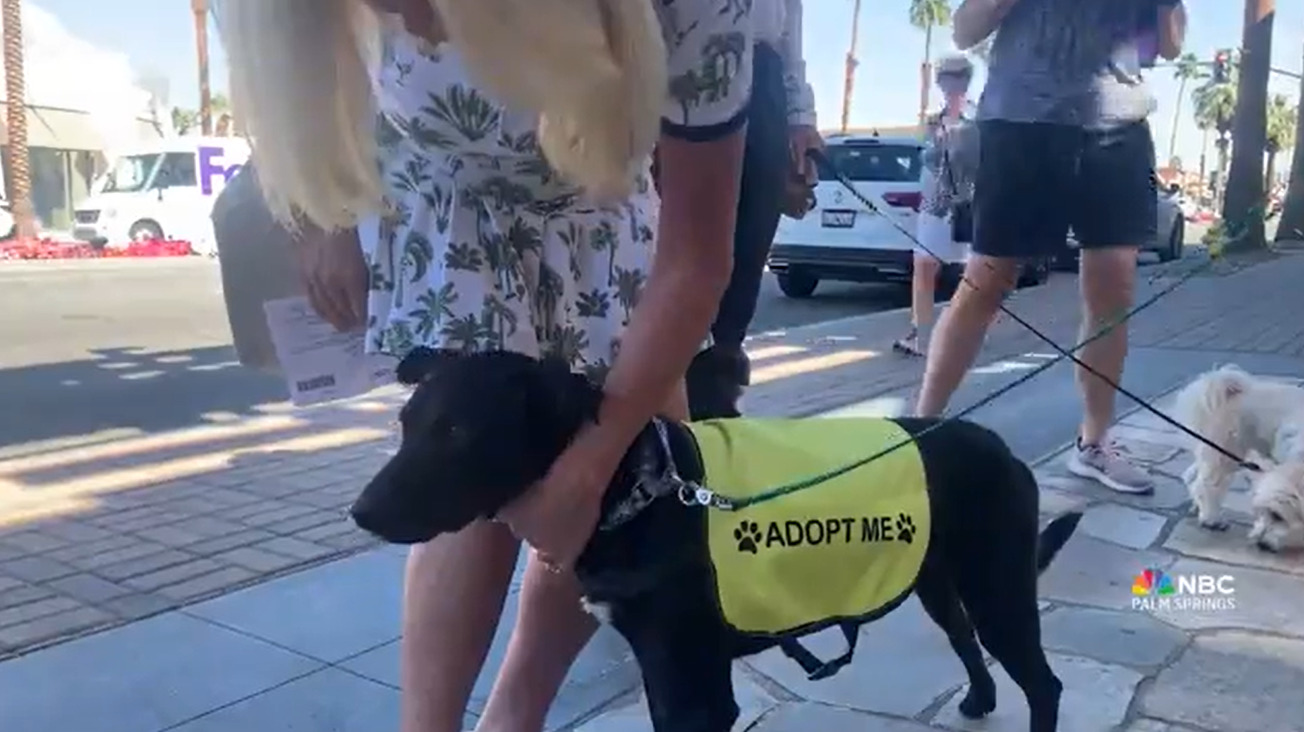 ARF Academy Awards Luncheon Supports Seniors and Pets Through Pet ...