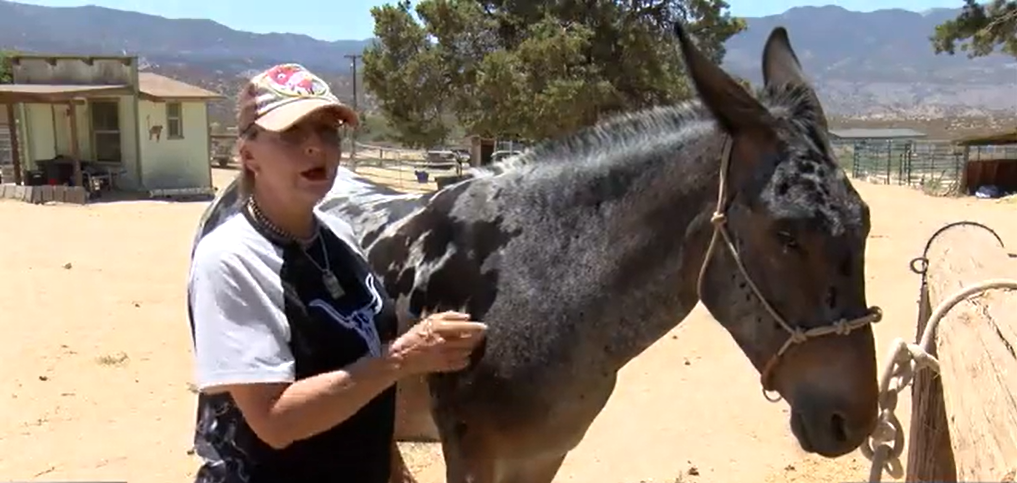Riverside County Animal Services Steps Up to Care for Pets Left Behind in Rosa Fire Evacuations