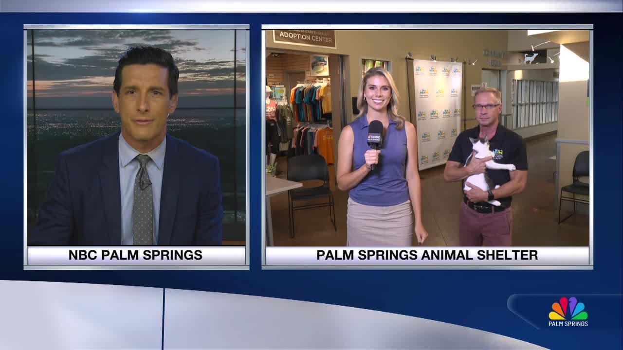 Clear the Shelters Event at Palm Springs Animal Shelter Offers Hundreds of Cats and Dogs for Adoption This Weekend