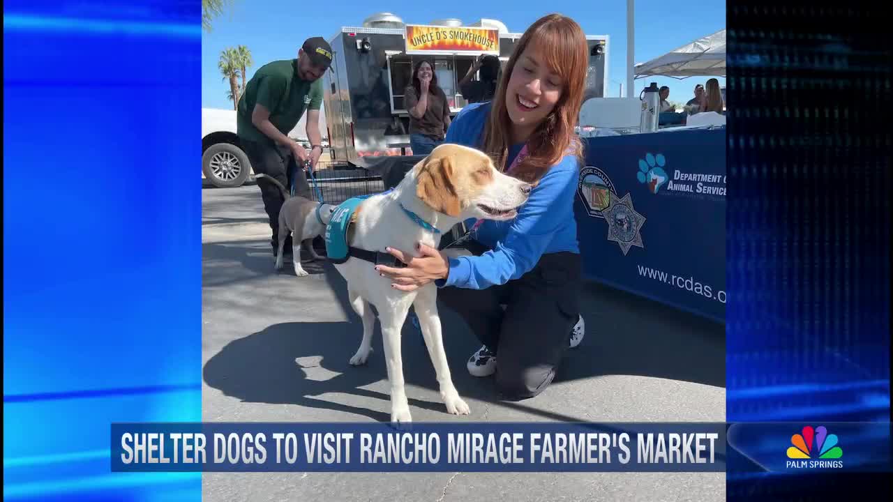 Free Dog Adoptions at Rancho Mirage Farmers Market This Friday, Nov. 7
