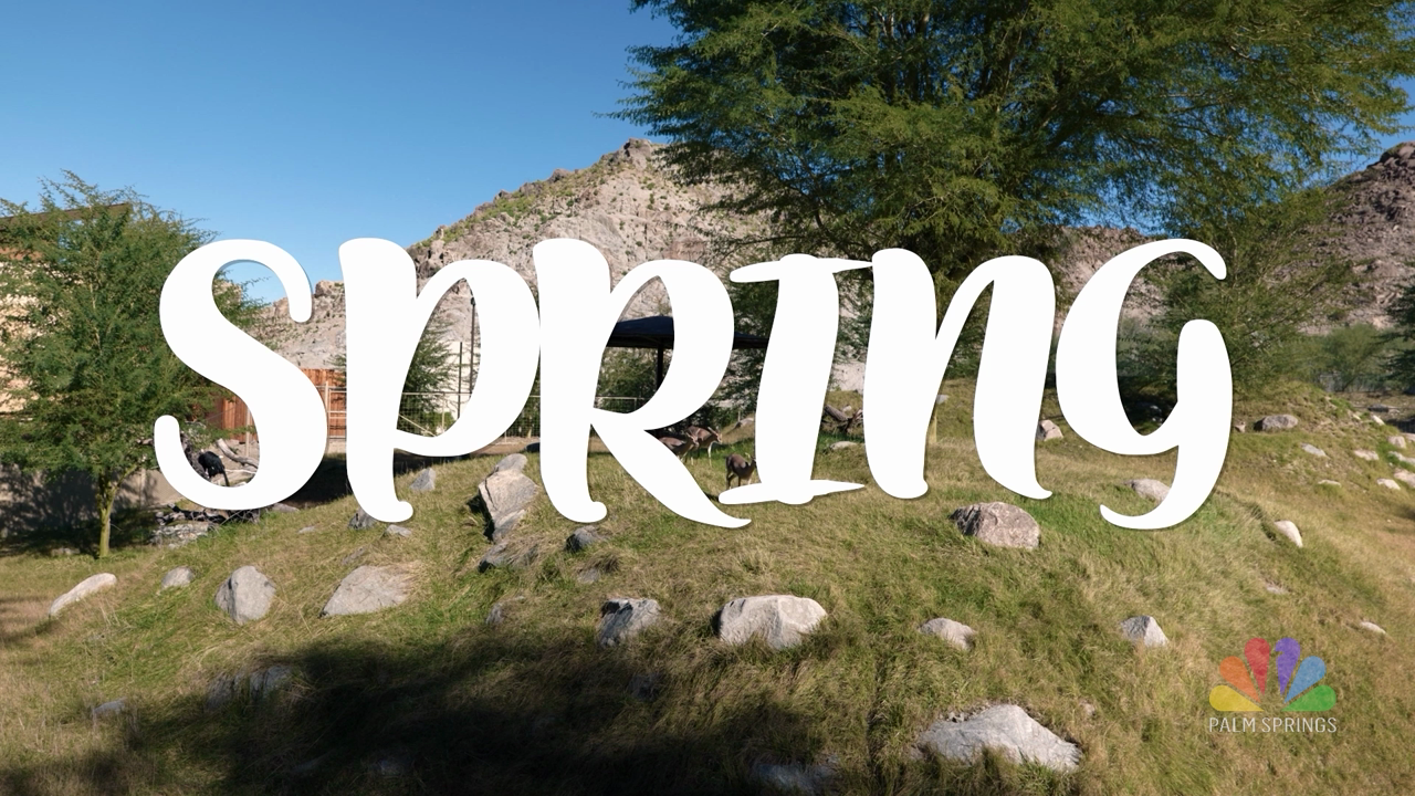 More Than A ZOO: SPRING